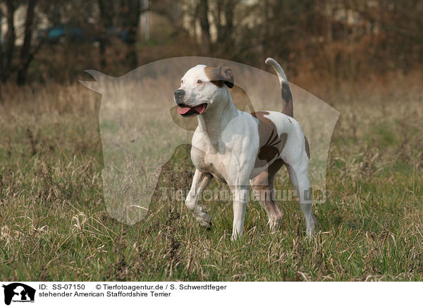 stehender American Staffordshire Terrier / standing American Staffordshire Terrier / SS-07150