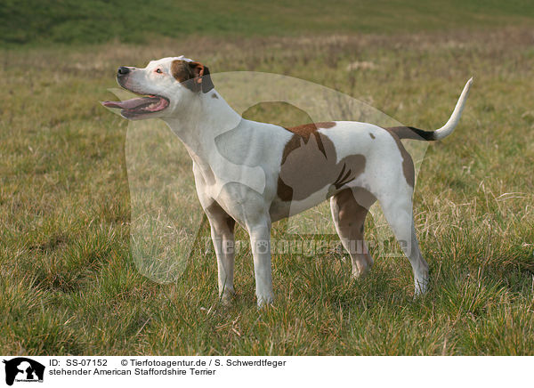 stehender American Staffordshire Terrier / standing American Staffordshire Terrier / SS-07152