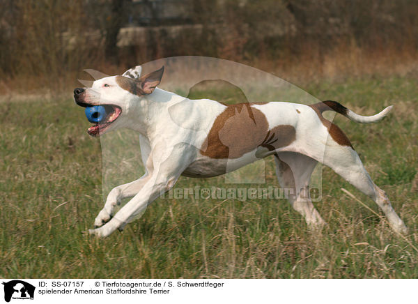 spielender American Staffordshire Terrier / playing American Staffordshire Terrier / SS-07157