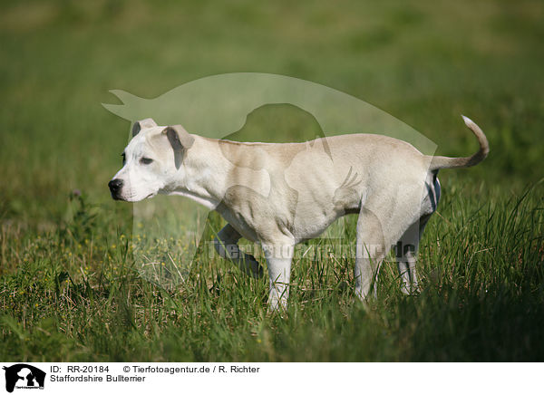 Staffordshire Bullterrier / Staffordshire Bullterrier / RR-20184