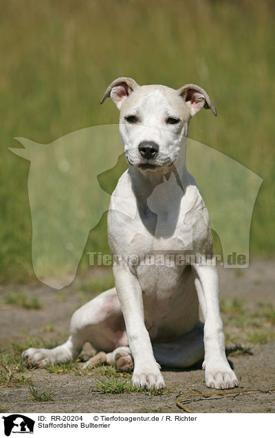 Staffordshire Bullterrier / Staffordshire Bullterrier / RR-20204