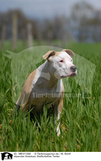 sitzender American Staffordshire Terrier / sitting American Staffordshire Terrier / MR-01388