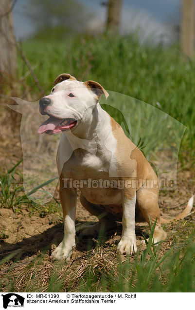 sitzender American Staffordshire Terrier / sitting American Staffordshire Terrier / MR-01390