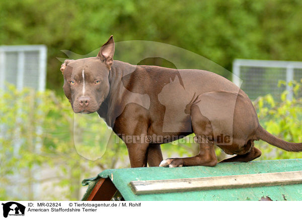 American Staffordshire Terrier / MR-02824
