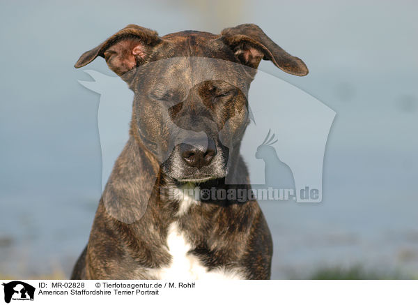 American Staffordshire Terrier Portrait / American Staffordshire Terrier Portrait / MR-02828