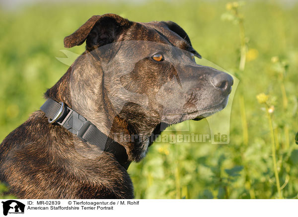 American Staffordshire Terrier Portrait / American Staffordshire Terrier Portrait / MR-02839