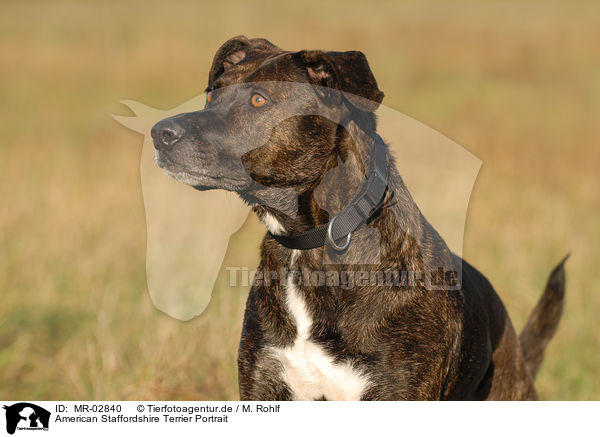 American Staffordshire Terrier Portrait / American Staffordshire Terrier Portrait / MR-02840