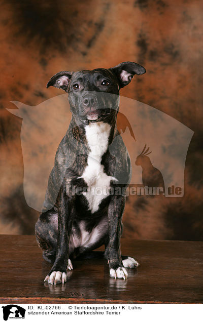 sitzender American Staffordshire Terrier / sitting American Staffordshire Terrier / KL-02766