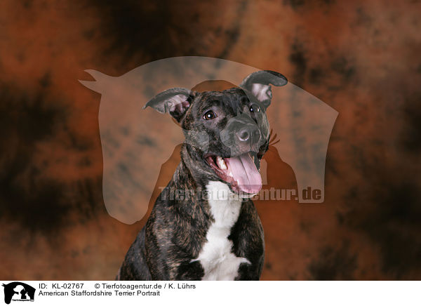 American Staffordshire Terrier Portrait / American Staffordshire Terrier Portrait / KL-02767