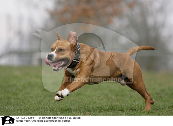 rennender American Staffordshire Terrier / running American Staffordshire Terrier / DJ-01356