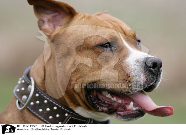 American Staffordshire Terrier Portrait / American Staffordshire Terrier Portrait / DJ-01357