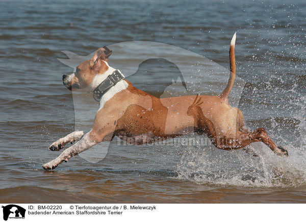 badender American Staffordshire Terrier / bathing American Staffordshire Terrier / BM-02220