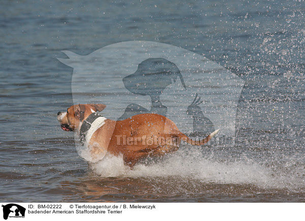 badender American Staffordshire Terrier / bathing American Staffordshire Terrier / BM-02222