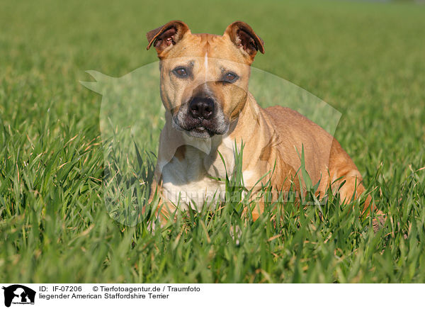 liegender American Staffordshire Terrier / lying American Staffordshire Terrier / IF-07206