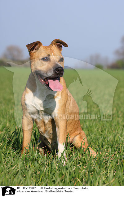sitzender American Staffordshire Terrier / sitting American Staffordshire Terrier / IF-07207