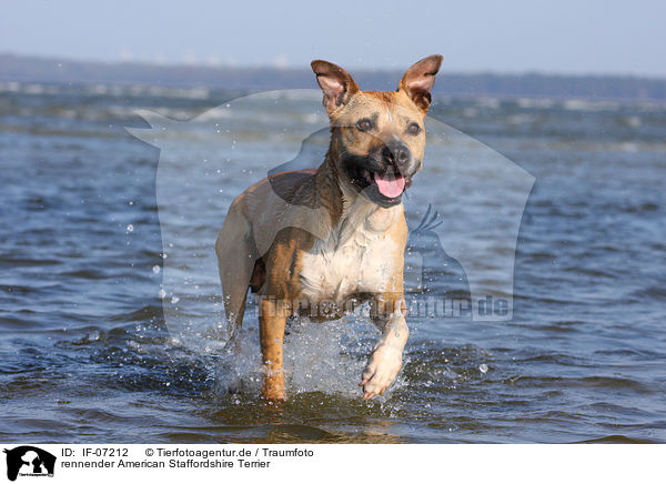 rennender American Staffordshire Terrier / running American Staffordshire Terrier / IF-07212