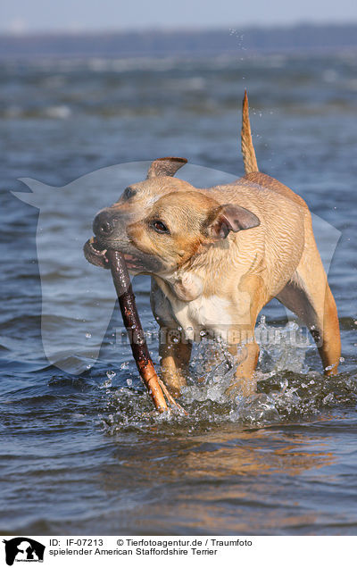 spielender American Staffordshire Terrier / playing American Staffordshire Terrier / IF-07213