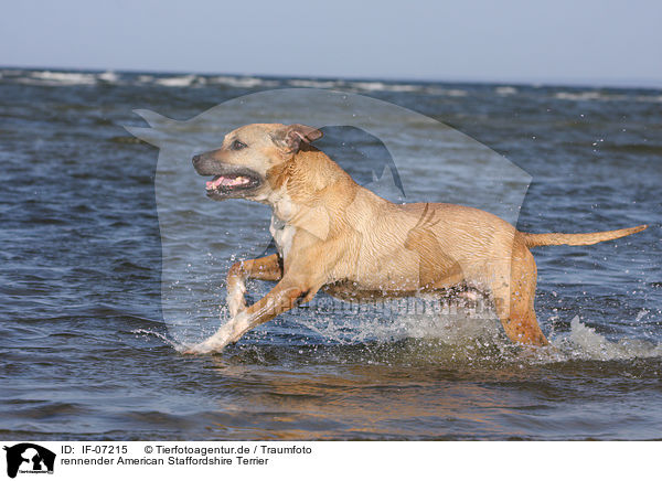 rennender American Staffordshire Terrier / running American Staffordshire Terrier / IF-07215