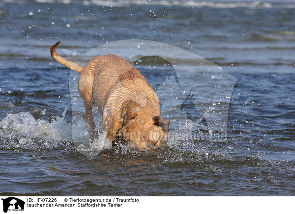 tauchender American Staffordshire Terrier / diving American Staffordshire Terrier / IF-07226