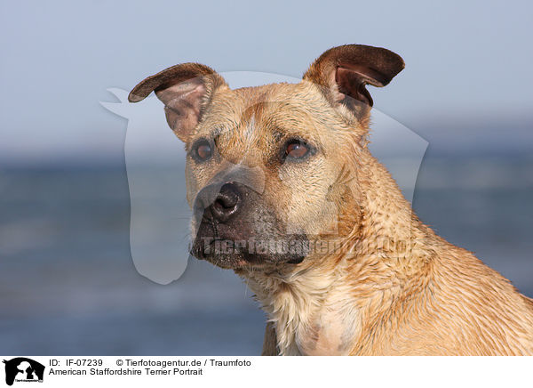 American Staffordshire Terrier Portrait / American Staffordshire Terrier Portrait / IF-07239