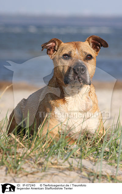 liegender American Staffordshire Terrier / lying American Staffordshire Terrier / IF-07240