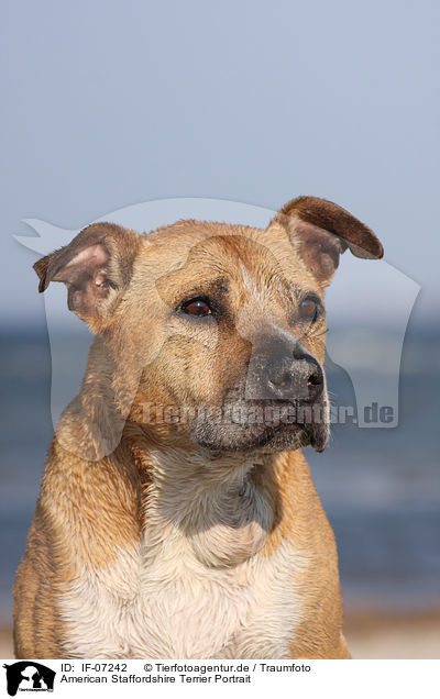 American Staffordshire Terrier Portrait / American Staffordshire Terrier Portrait / IF-07242