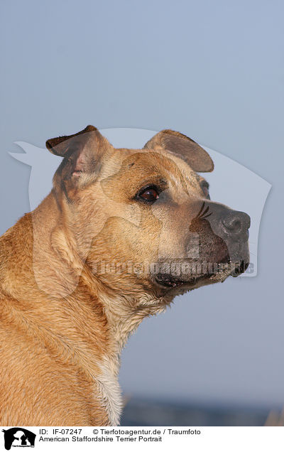American Staffordshire Terrier Portrait / American Staffordshire Terrier Portrait / IF-07247
