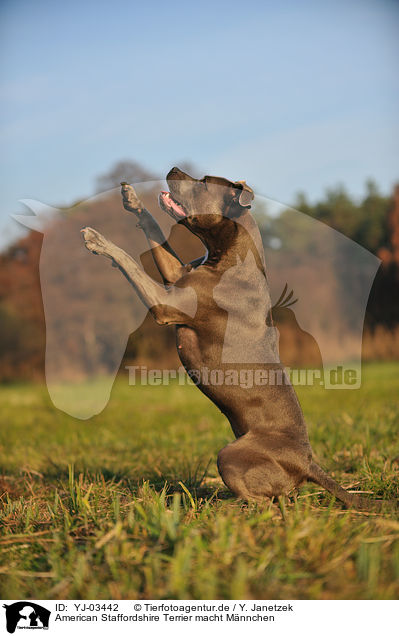 American Staffordshire Terrier macht Mnnchen / American Staffordshire Terrier shows trick / YJ-03442