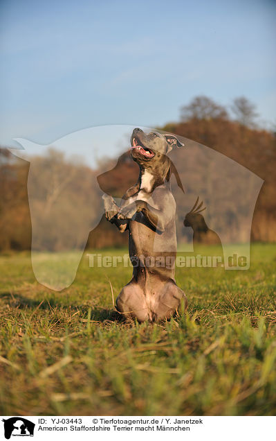 American Staffordshire Terrier macht Mnnchen / American Staffordshire Terrier shows trick / YJ-03443