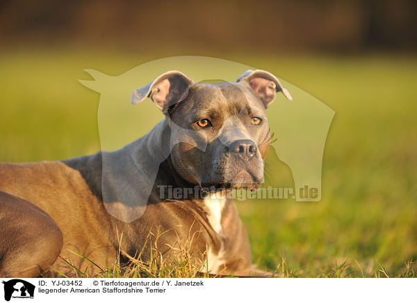 liegender American Staffordshire Terrier / lying American Staffordshire Terrier / YJ-03452