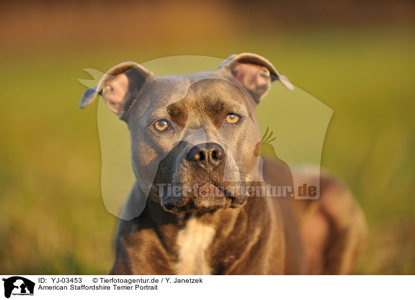 American Staffordshire Terrier Portrait / American Staffordshire Terrier Portrait / YJ-03453