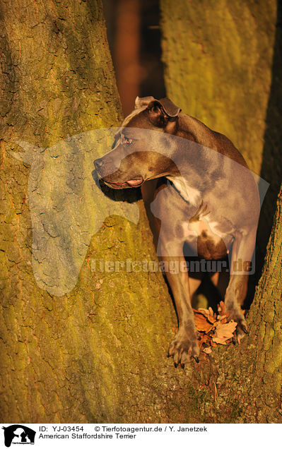 American Staffordshire Terrier / American Staffordshire Terrier / YJ-03454