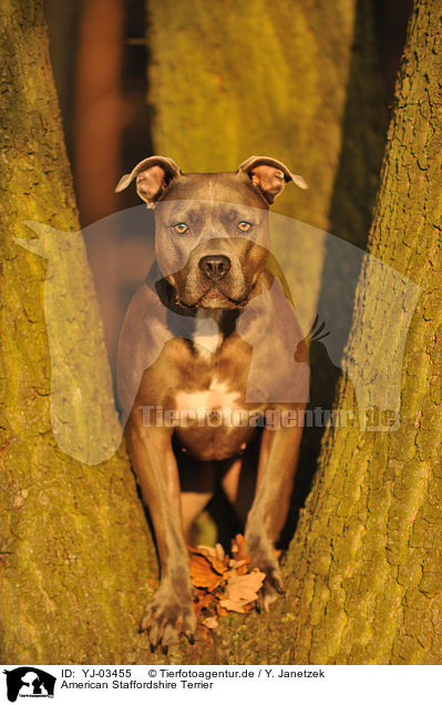 American Staffordshire Terrier / American Staffordshire Terrier / YJ-03455