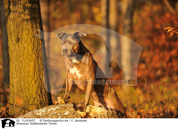 American Staffordshire Terrier / American Staffordshire Terrier / YJ-03457