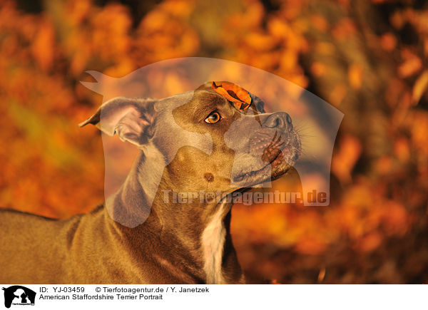 American Staffordshire Terrier Portrait / American Staffordshire Terrier Portrait / YJ-03459