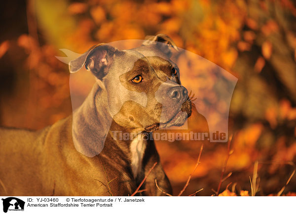 American Staffordshire Terrier Portrait / American Staffordshire Terrier Portrait / YJ-03460