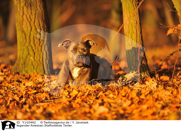 liegender American Staffordshire Terrier / lying American Staffordshire Terrier / YJ-03462