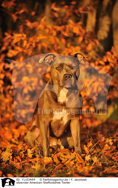 sitzender American Staffordshire Terrier / sitting American Staffordshire Terrier / YJ-03464
