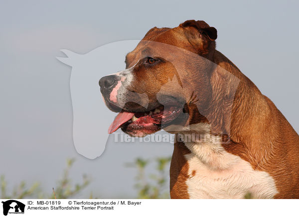American Staffordshire Terrier Portrait / American Staffordshire Terrier Portrait / MB-01819