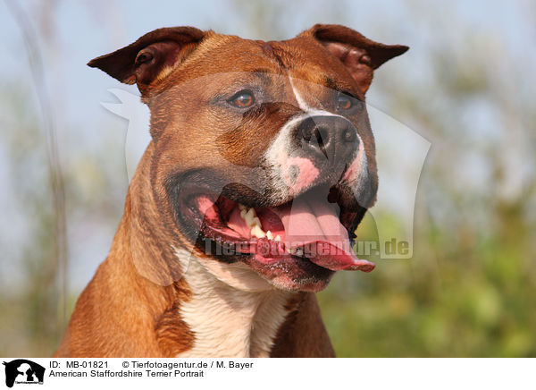 American Staffordshire Terrier Portrait / American Staffordshire Terrier Portrait / MB-01821