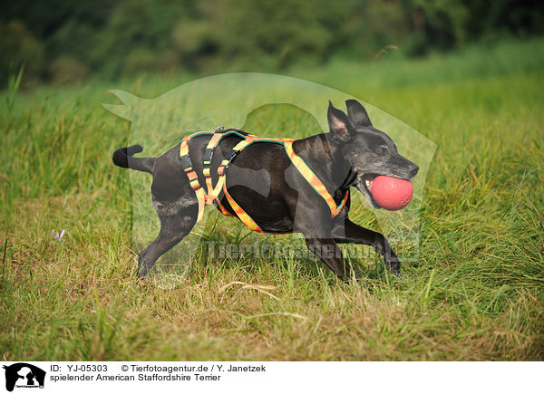 spielender American Staffordshire Terrier / playing American Staffordshire Terrier / YJ-05303