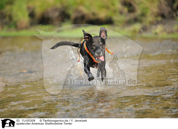 spielender American Staffordshire Terrier / playing American Staffordshire Terrier / YJ-05308