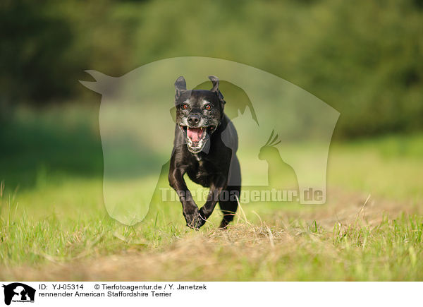 rennender American Staffordshire Terrier / running American Staffordshire Terrier / YJ-05314