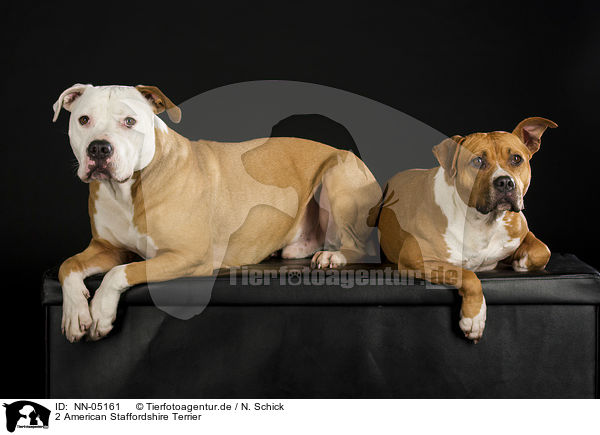 2 American Staffordshire Terrier / 2 American Staffordshire Terriers / NN-05161
