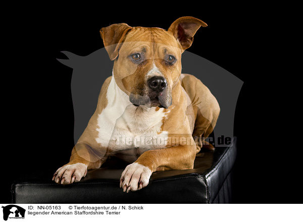 liegender American Staffordshire Terrier / lying American Staffordshire Terrier / NN-05163
