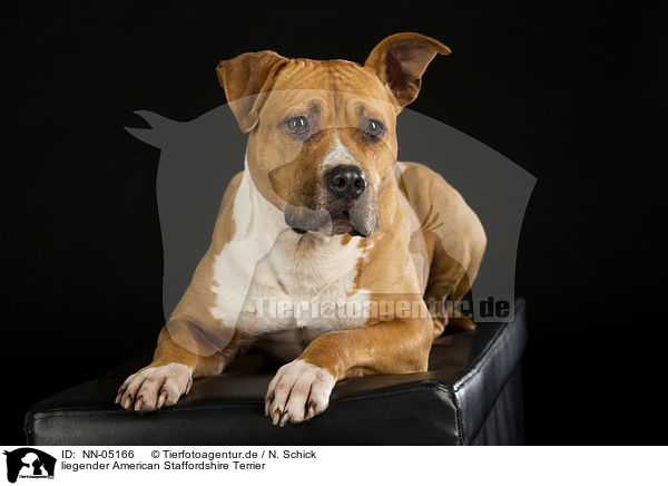 liegender American Staffordshire Terrier / lying American Staffordshire Terrier / NN-05166