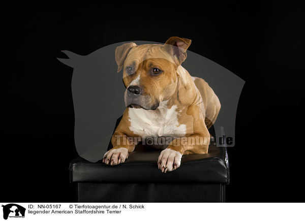 liegender American Staffordshire Terrier / lying American Staffordshire Terrier / NN-05167