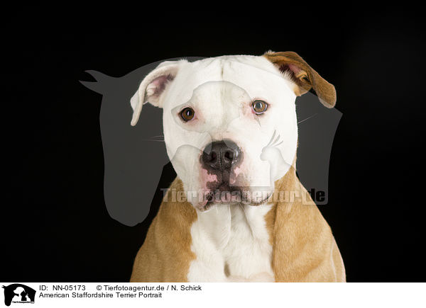 American Staffordshire Terrier Portrait / American Staffordshire Terrier Portrait / NN-05173