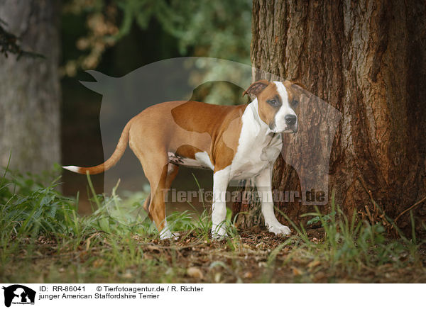 American Staffordshire Terrier Alle Infos Und Tipps Zur Rasse