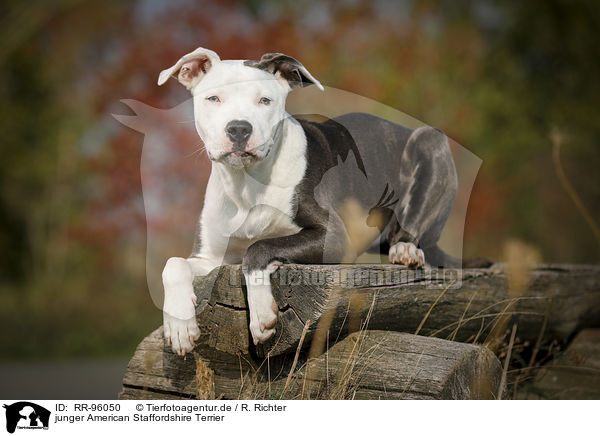 junger American Staffordshire Terrier / young American Staffordshire Terrier / RR-96050